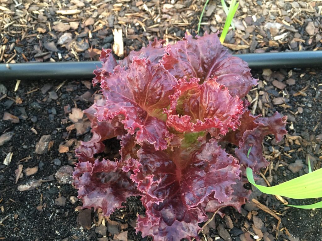 🌱 Why You Should Choose Organically Grown Leafy Vegetables