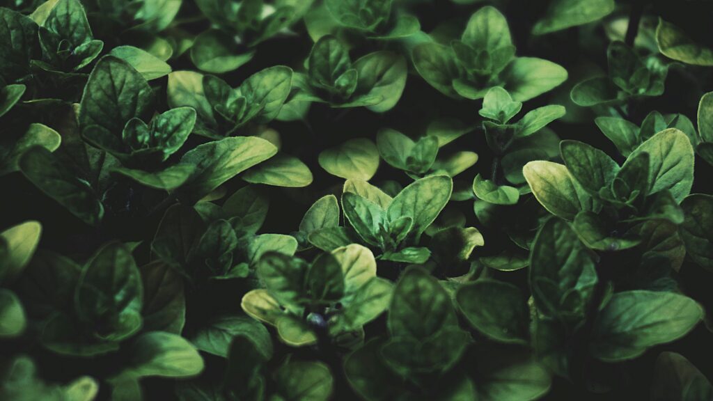 Natural Antibiotic